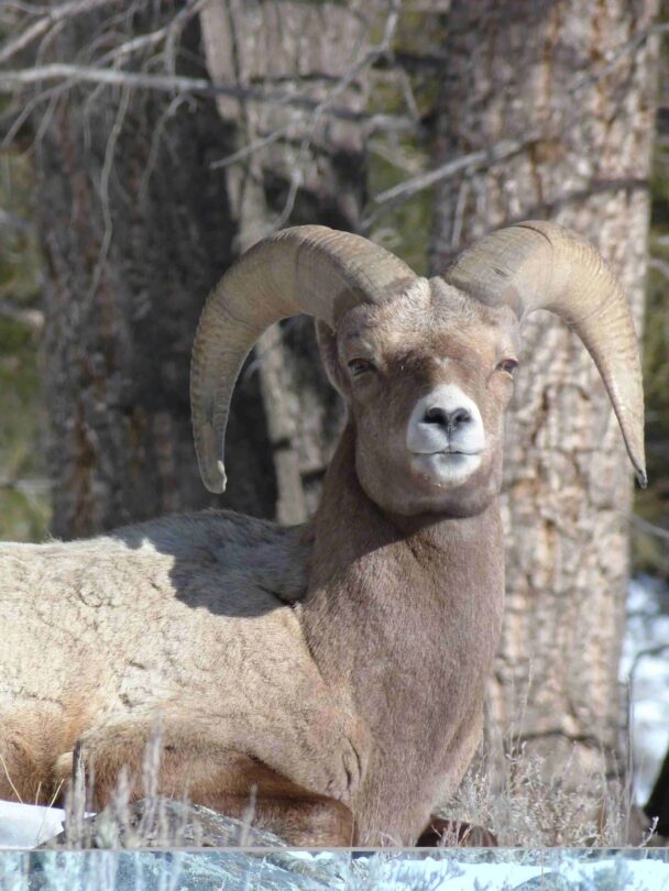 Hiking and Wildlife Watching in Tower-Roosevelt, Yellowstone