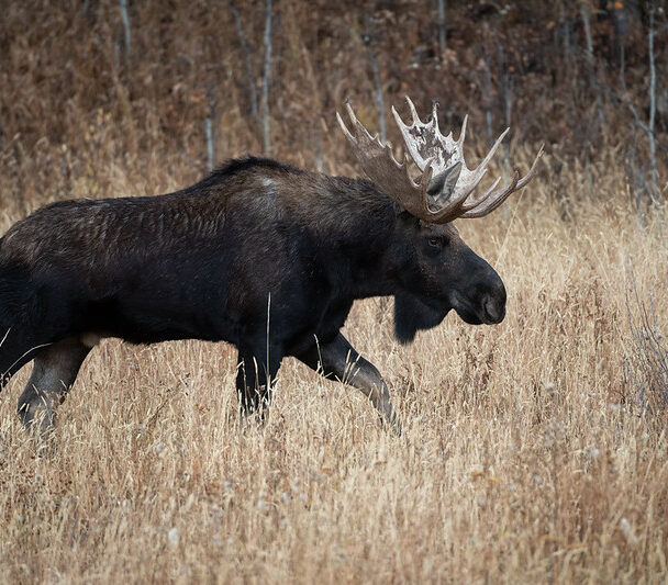 Hiking and Wildlife Watching in Norris Geyser Basin