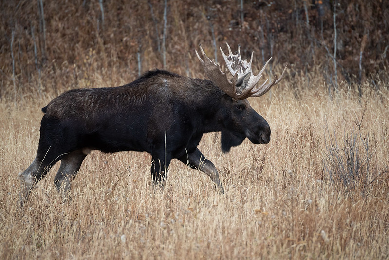 A moose striding through the tall grass in Yellowstone NP
