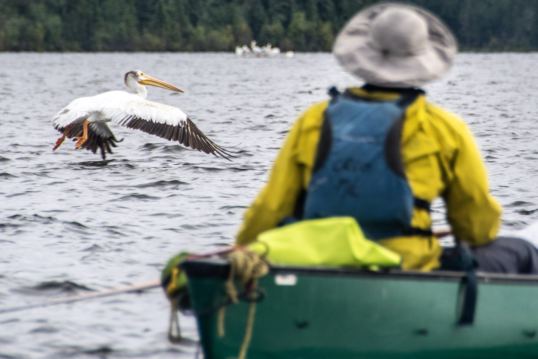 An American white pelican and a canoer on the Paull River
