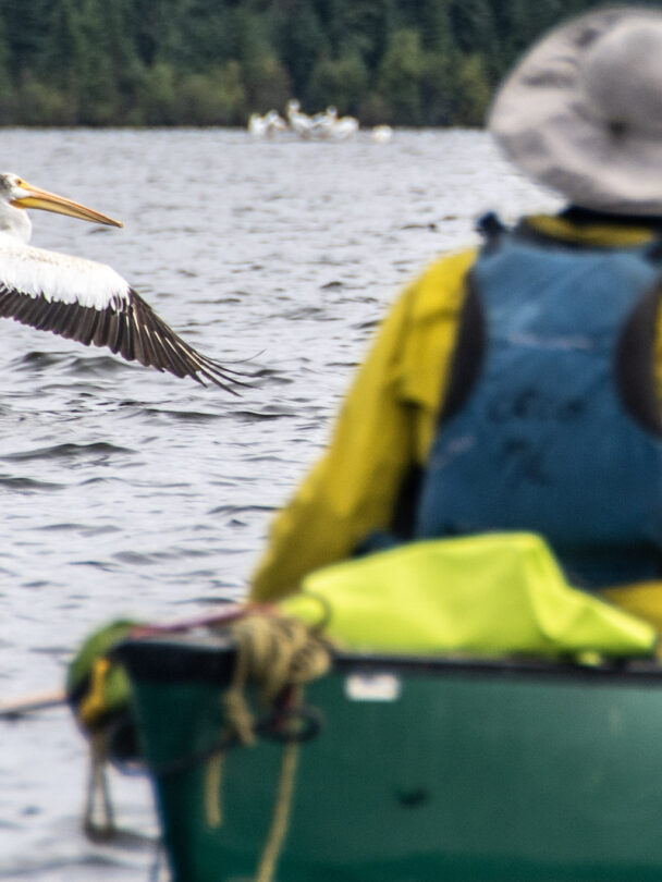 Wild canoeing on the Paull River, Canada