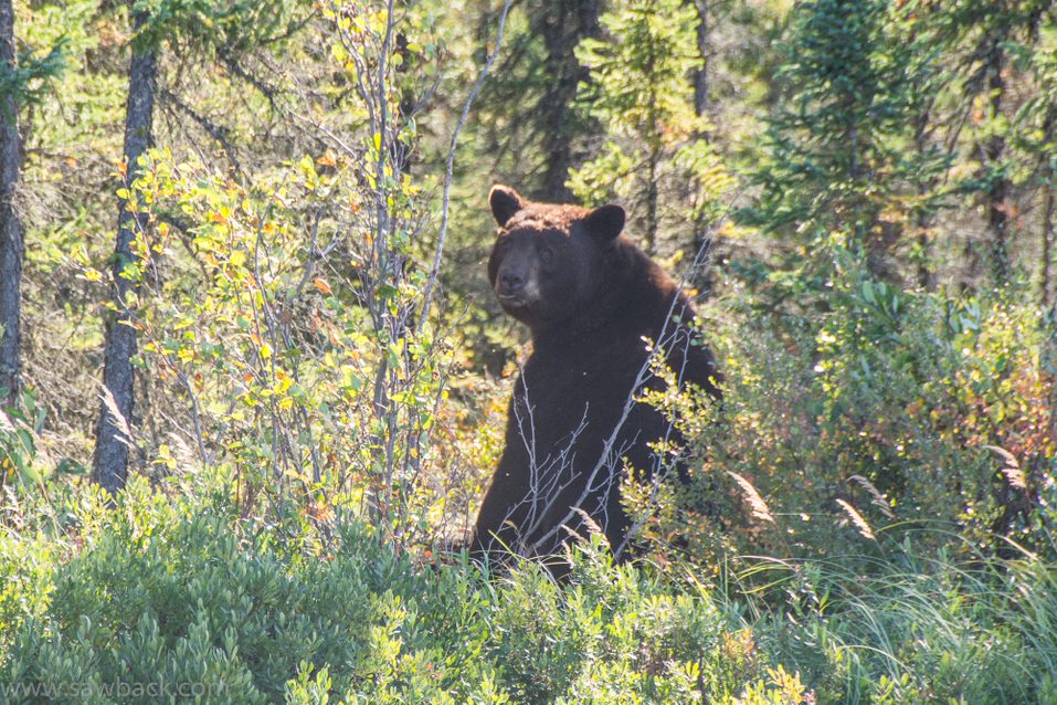 A bear near the Hawkrock River