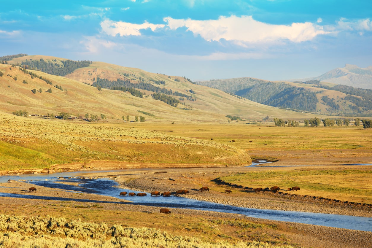 Bison crossing a river at Lamar Valley, Yellowstone