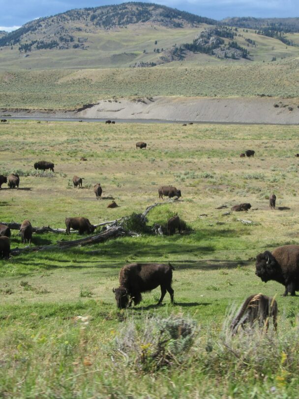 Hiking and wildlife watching in Yellowstone’s Lamar Valley