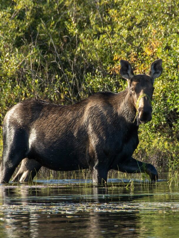 Wild canoe adventure on the Porcupine River, Saskatchewan