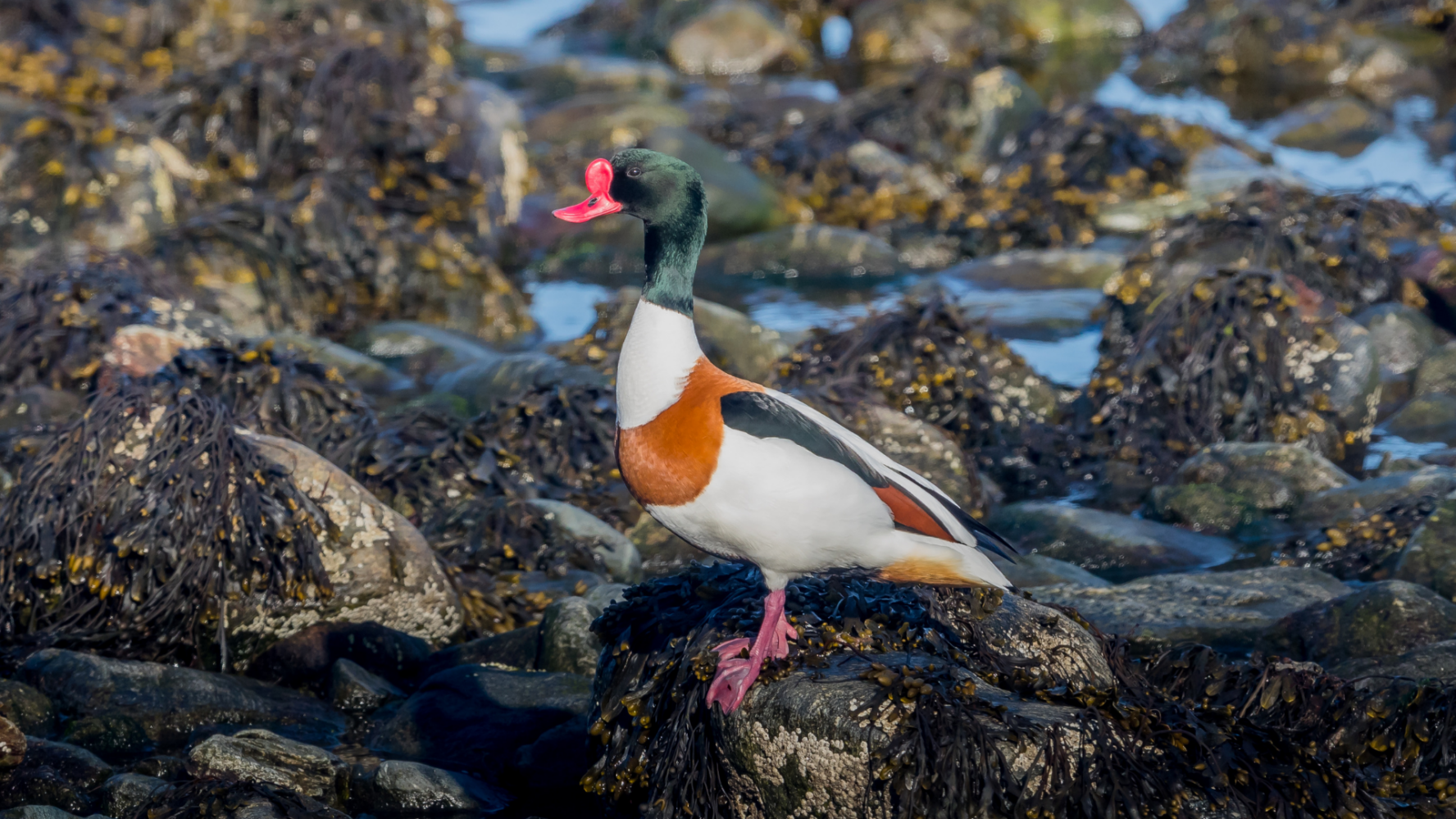 A strange bird on a beach in Norway