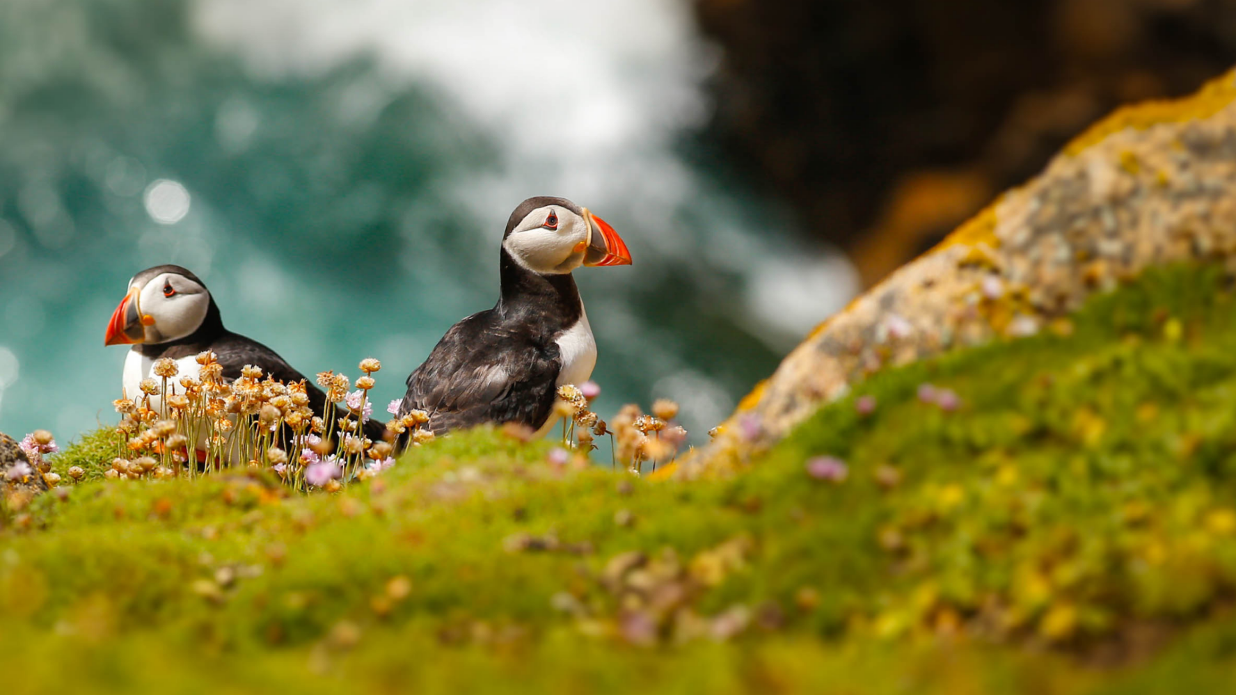 A puffin in the moss in Norway