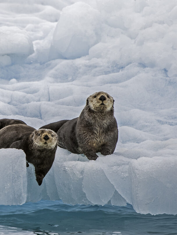 Sea kayaking in Prince William Sound, Alaska