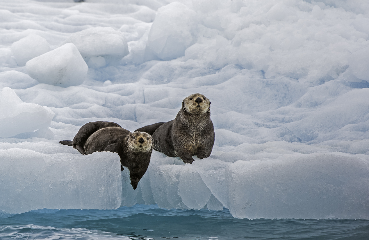 Sea otters in Prince William Sound