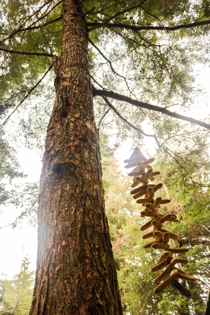A tree in Prince William Sound