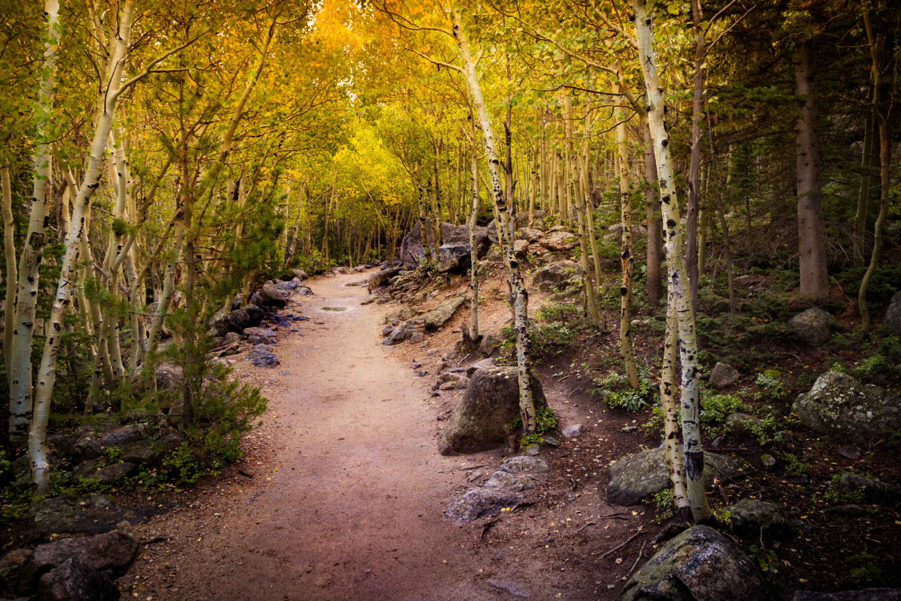 Aspen grove starting to turn for fall along the trail to Alberta Falls from Bear Lake in Rocky Mountain National Park, Colorado.
