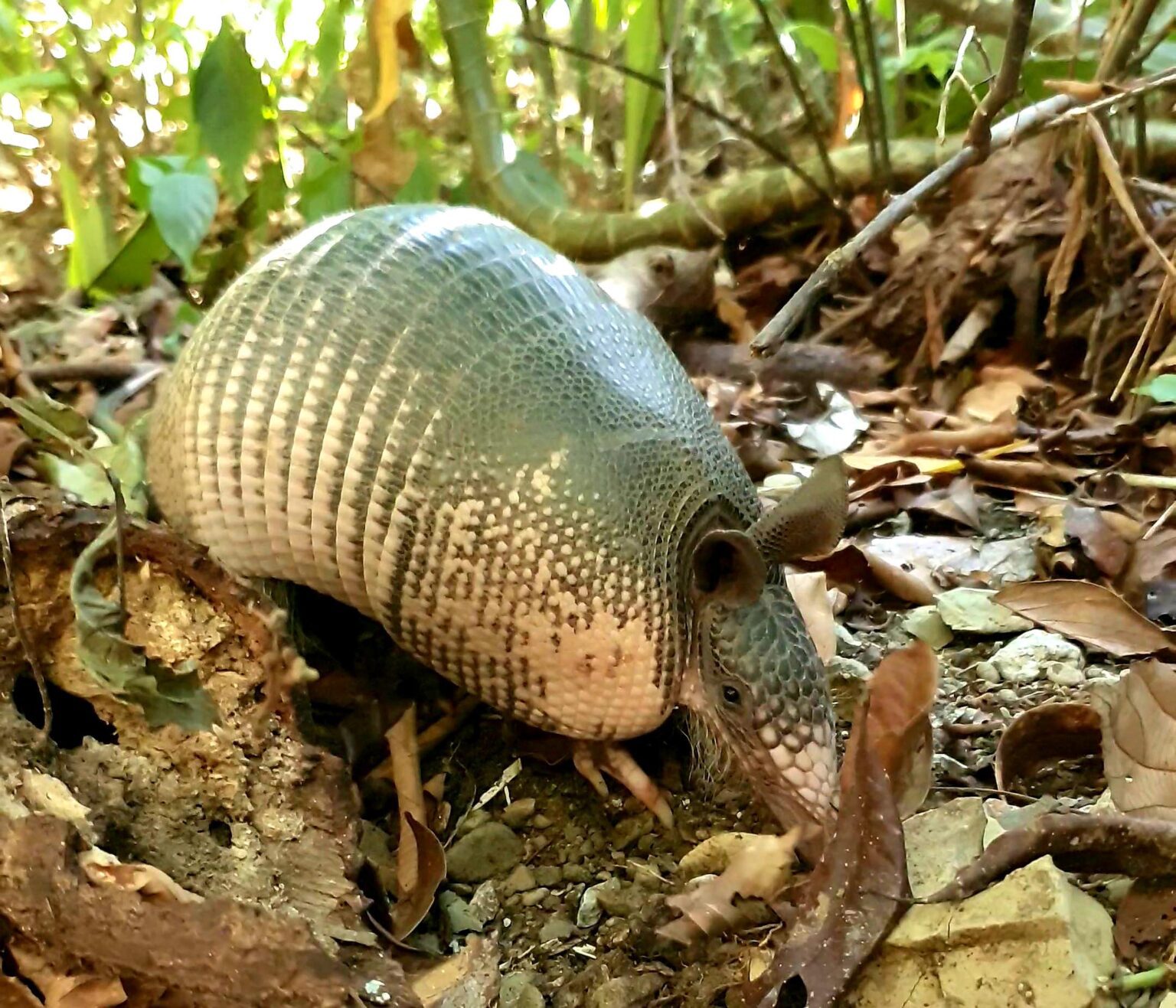 Corcovado is inhabited by numerous species and armadillos are just one of many