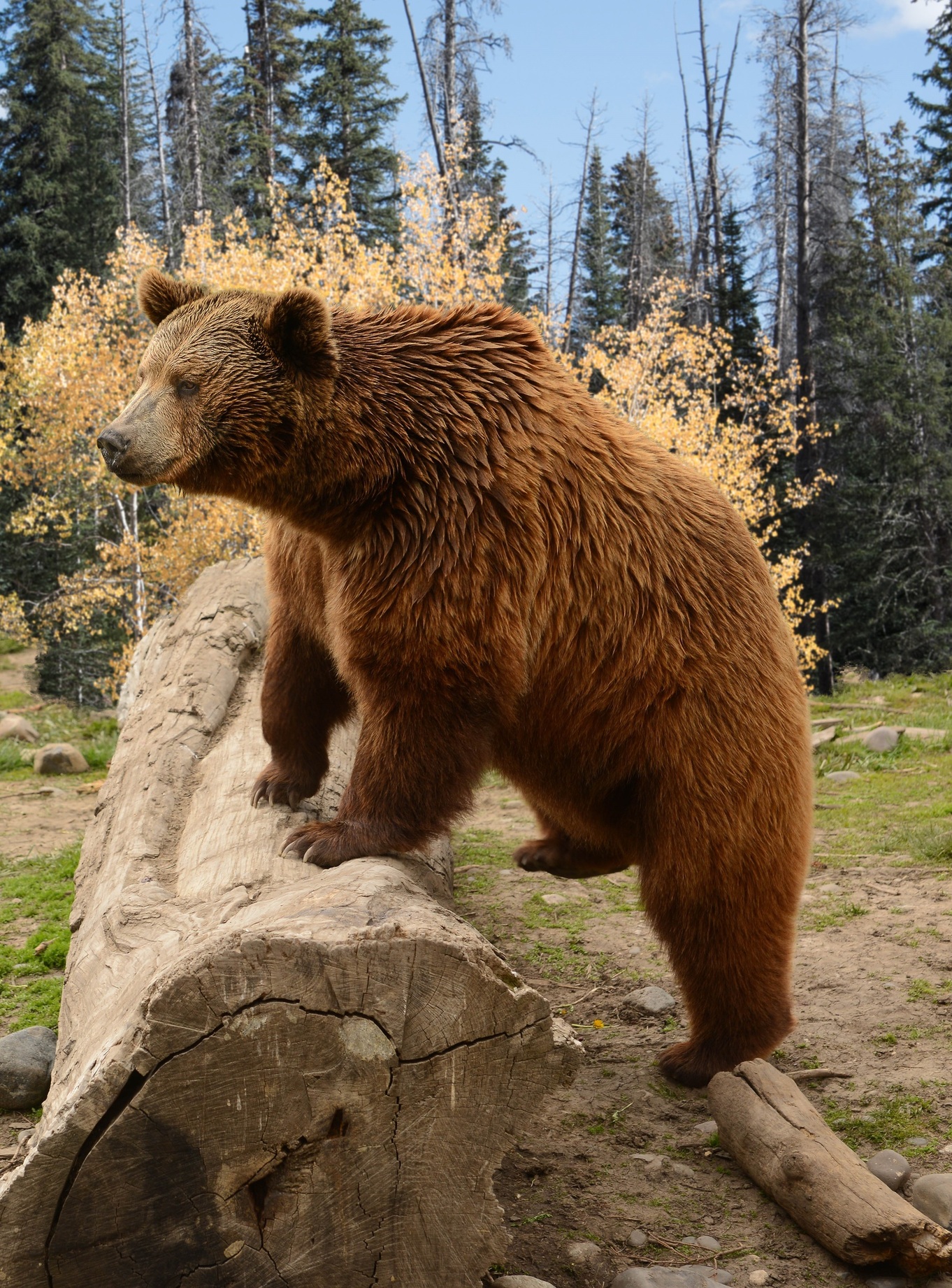 Grizzly Bear Climbing Over Old Log In Autumn Woods in Montana