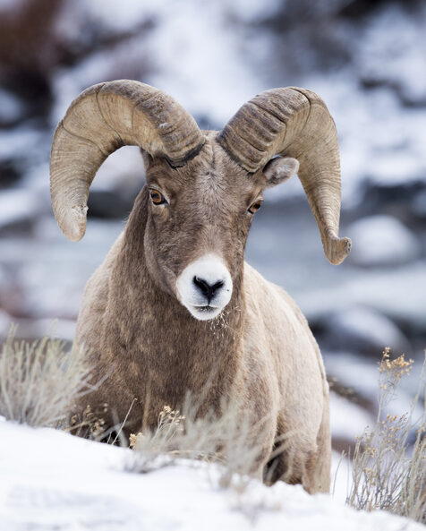 Bighorn Ram in Yellowstone National Park
