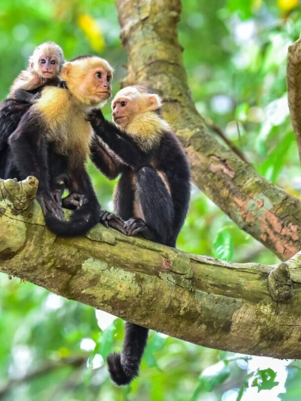 3-Day Hiking Tours in Corcovado National Park