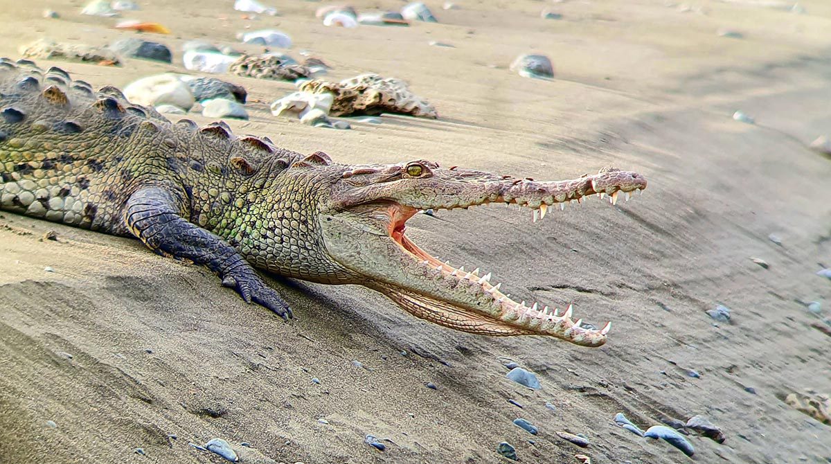 Crocodiles, Costa Rica