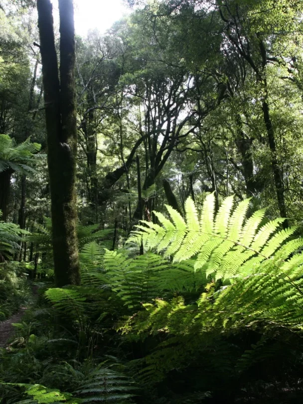 Guided Hiking tour of New Zealand North Island