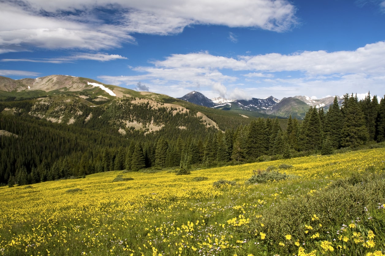 A field of sunflowers in Breckenridge, Colorado