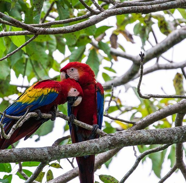 3-Day Hiking Tours in Corcovado National Park