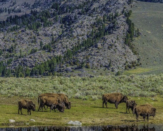 Hiking and Wildlife Watching in Yellowstone