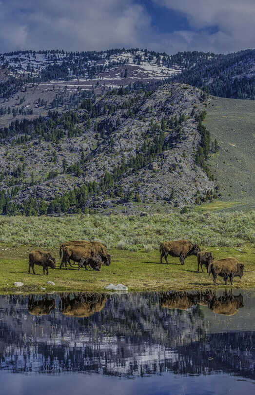 Hiking and Wildlife Watching in Yellowstone