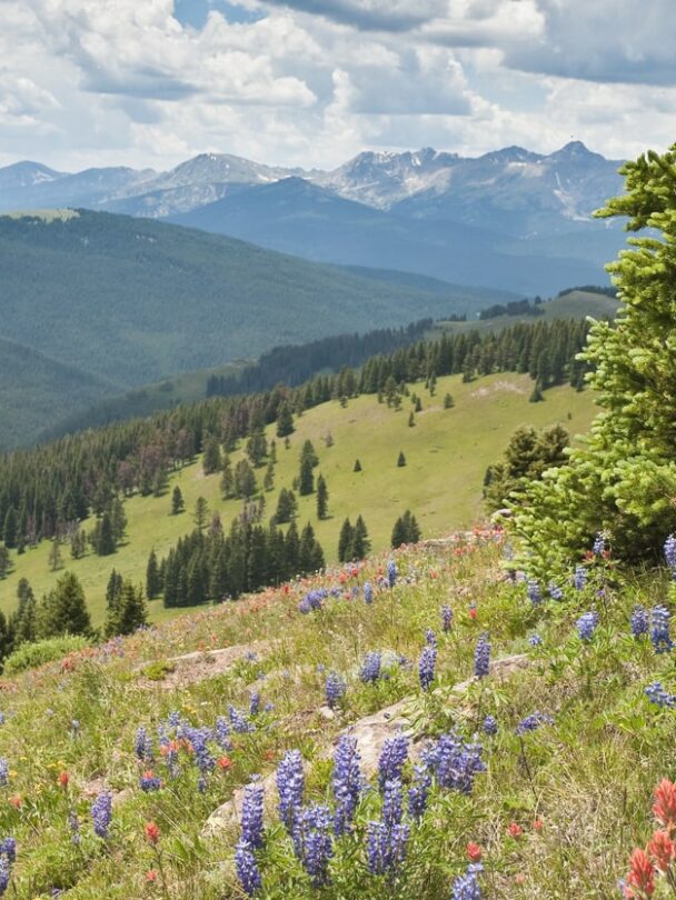 Wildflower hikes in Summit County, Colorado