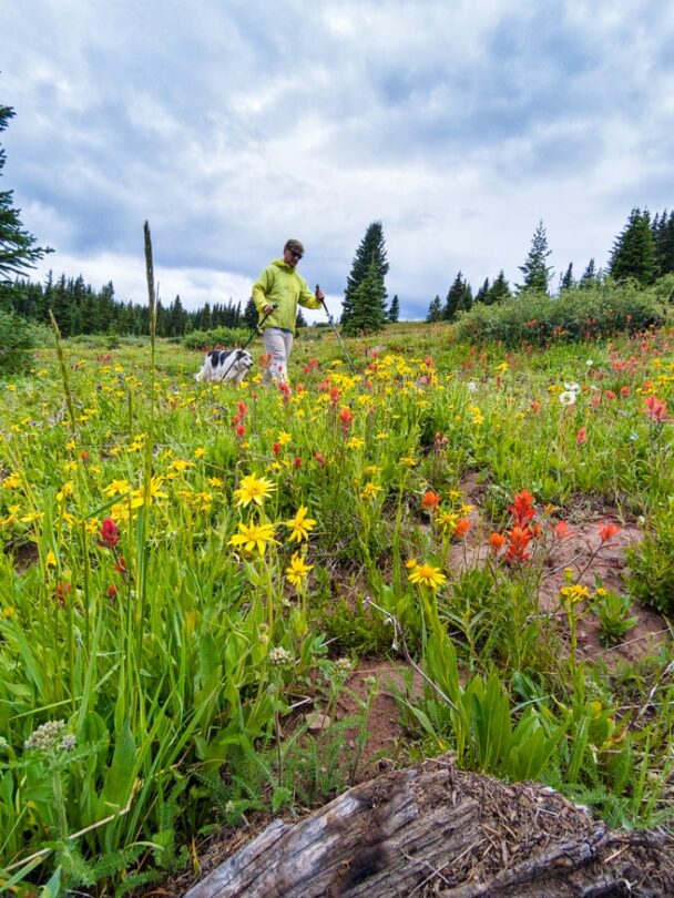 Wildflower hikes in Summit County, Colorado