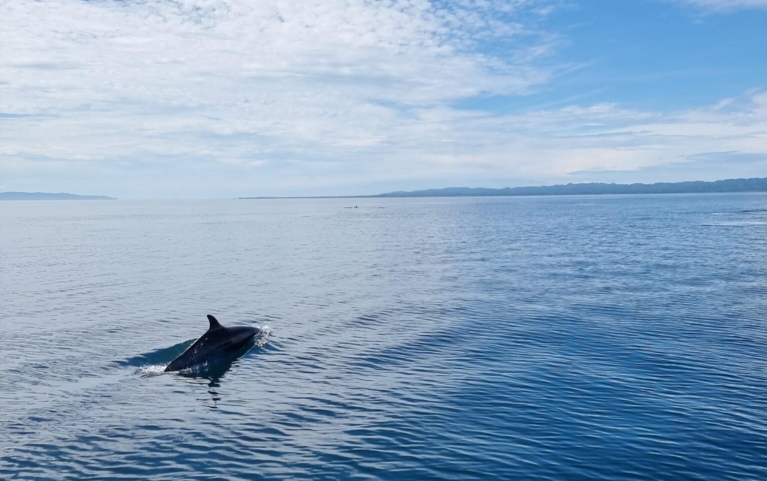 Marine life is as biodiverse as the rainforests