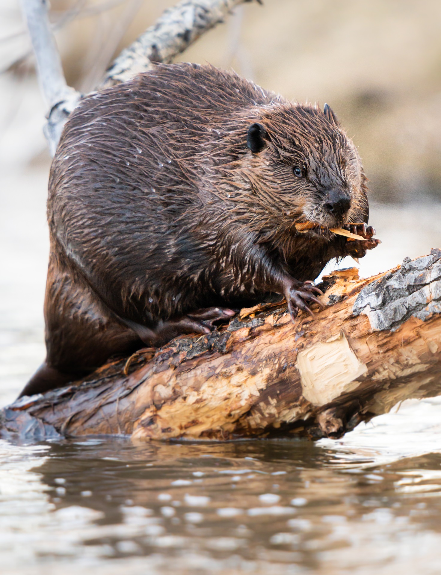 A large beaver works hard in the springtime to spruce up its home.