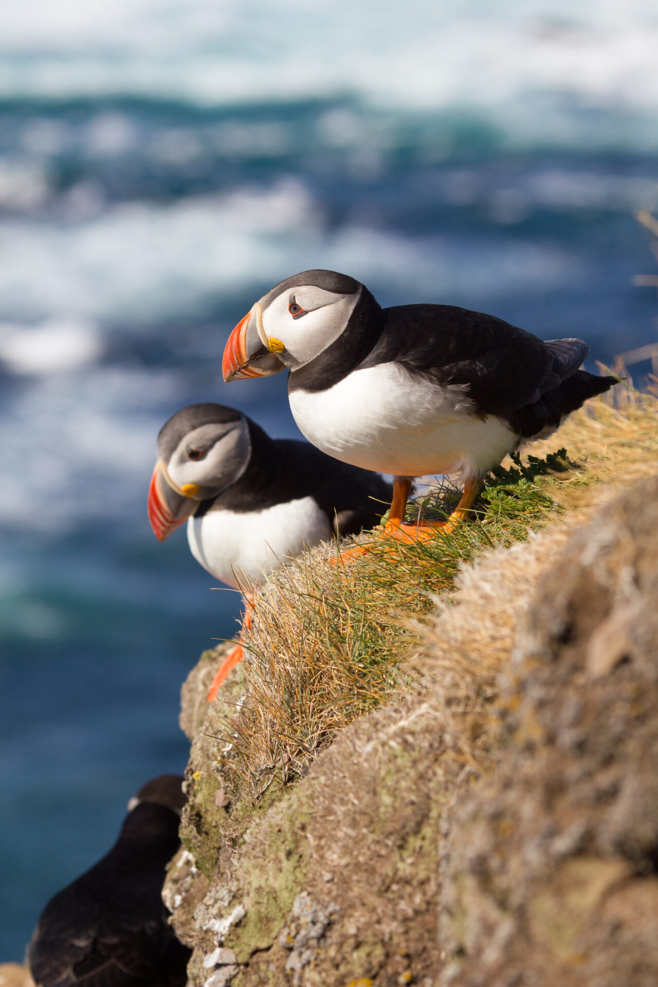 Puffin birds are lovely inhabitants of this part of Norway.