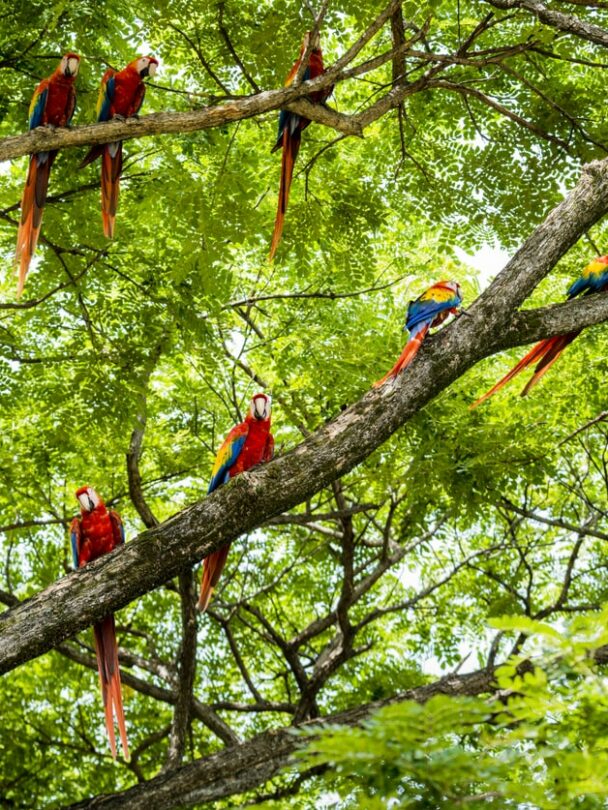 3-Day Hiking Tours in Corcovado National Park