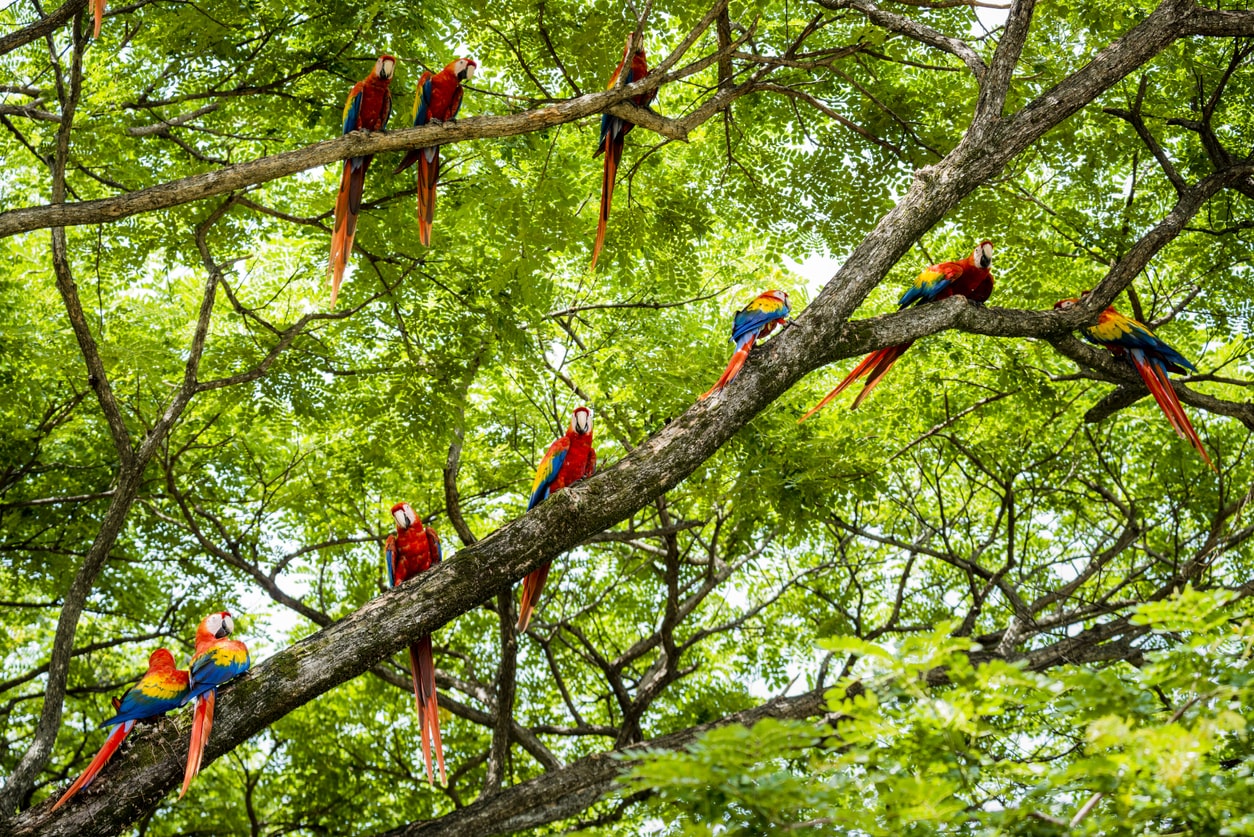 Birds in the national park include toucans, fiery-billed aracaris, and scarlet macaws.