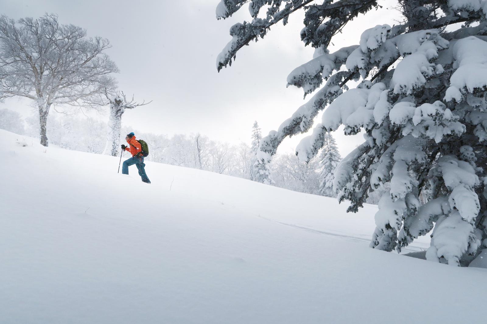 A skier skinning on a slope in Hokkaido