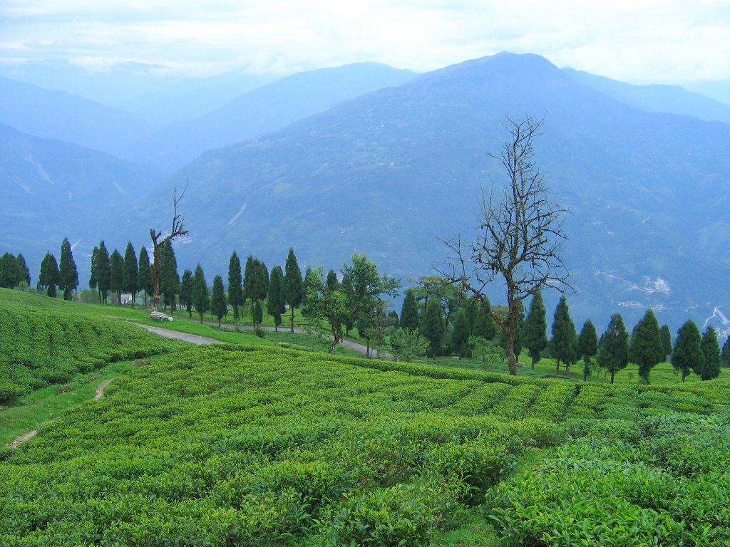 Temi Tea Garden in Sikkim