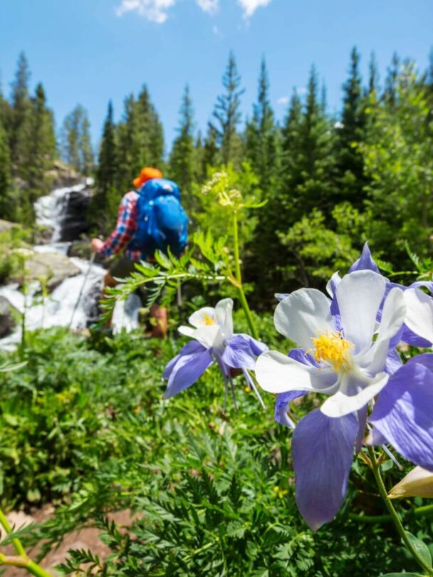Wildflower hikes in Summit County, Colorado