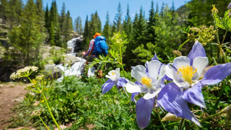 Wildflower hikes in Summit County, Colorado
