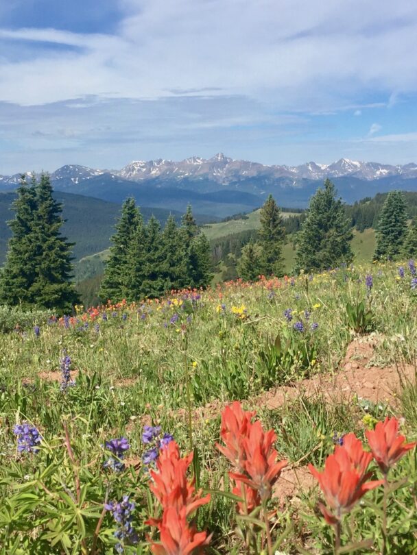 Wildflower hikes in Summit County, Colorado
