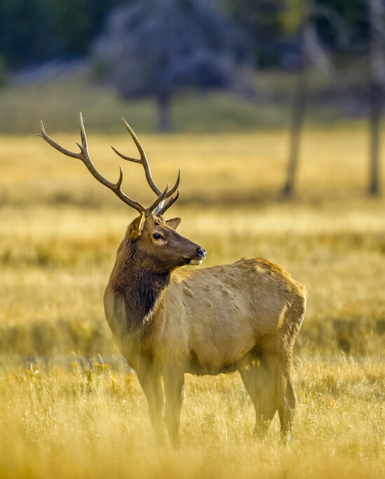Bull Elk in Yellowstone National Park in Wyoming, USA