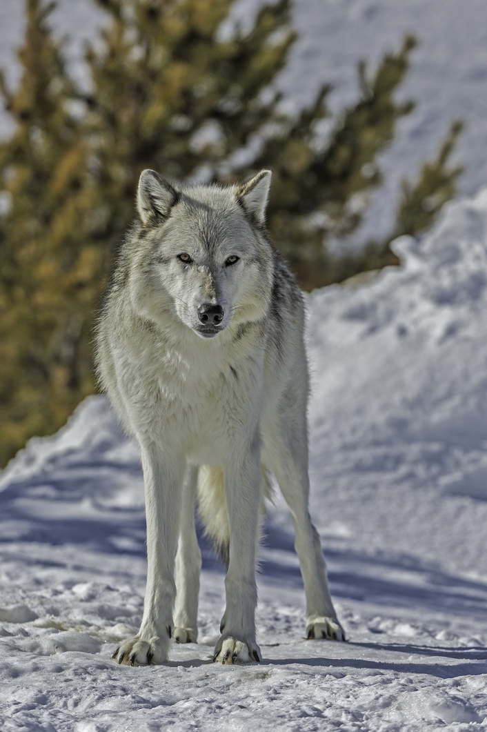 The gray wolf is a species of canid native to the wilderness and remote areas of North America.