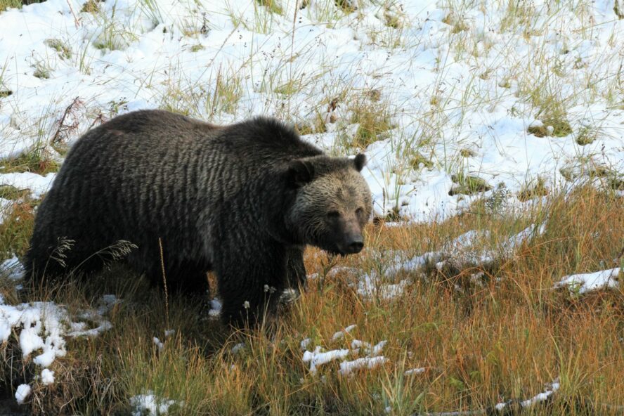 Yellowstone is home to both black bears and grizzly bears.