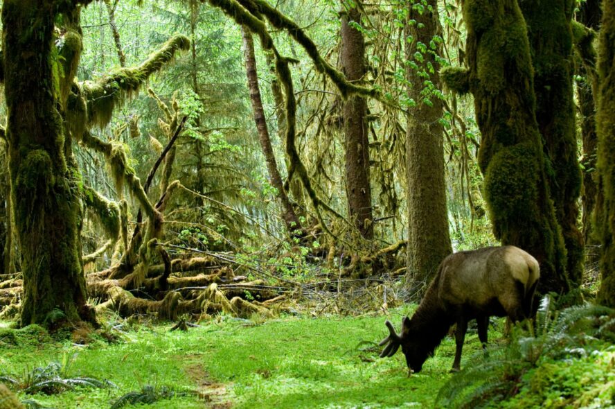 Roosevelt elk are the largest variety of elk in North America and make their home in the Pacific Northwest. One of the best places to see them is the Hoh Rain Forest.
