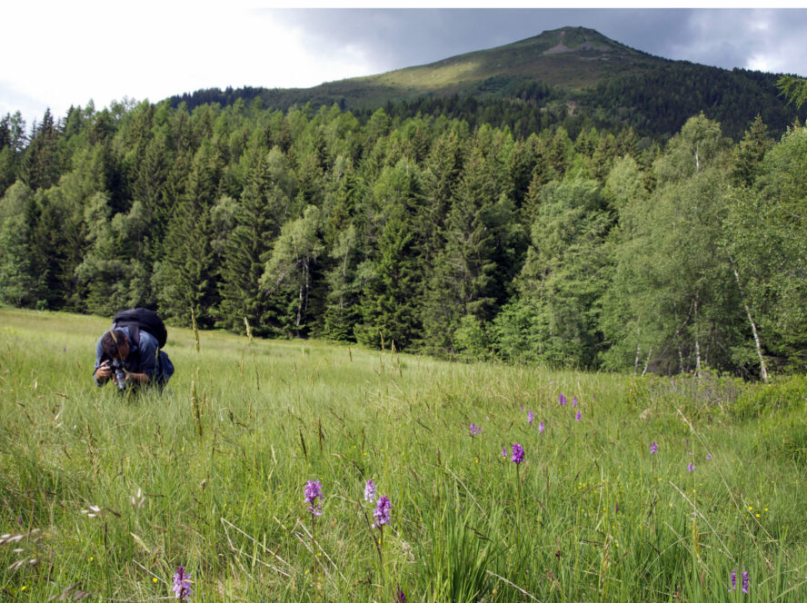 Photographer on a hiking and photography tour in Chamonix, capturing purple flowers in a meadow. 