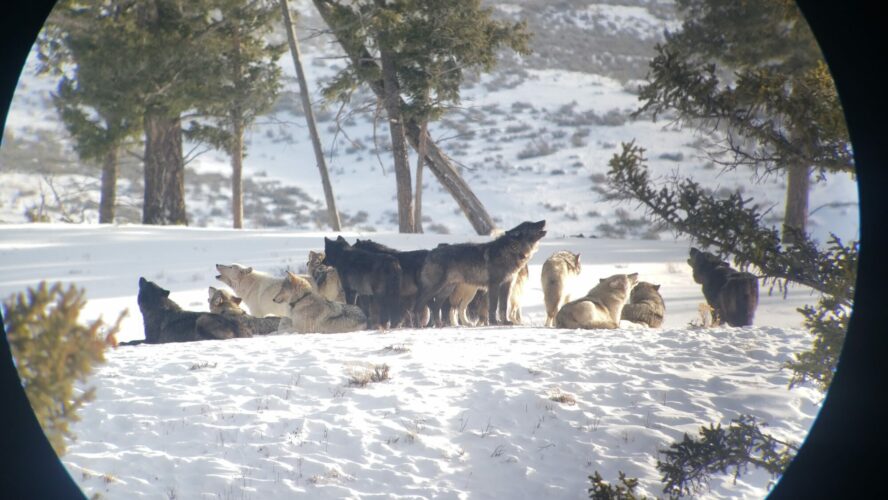 A pack of wolves howling on snowy ground.