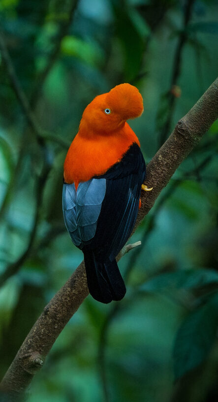 Two males of Andean Cock-of-the-rock (Rupicola peruvianus) lekking and dyplaing in front of females, typical mating behaviour, beautiful orange bird in its natural enviroment, amazonian rain forest, Brazil