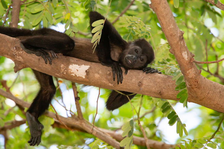 Howler monkey, laying on a tree branch, looking into the camera