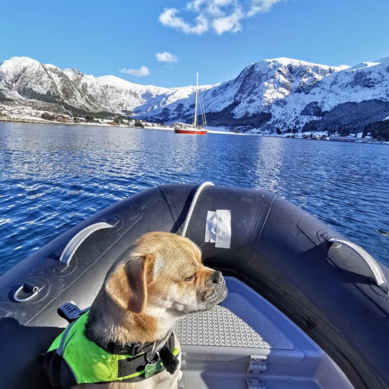 A dog on a motorboat approaching a sailboat in Norway