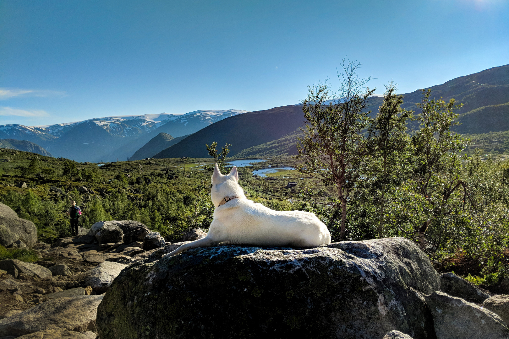 Dog looking at a beautiful vista in Norway