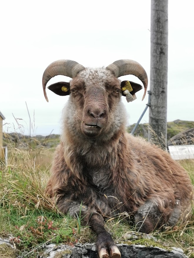 A goat chewing in Norway