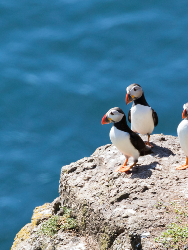 Sail and Explore the Coast and Fjords of Norway