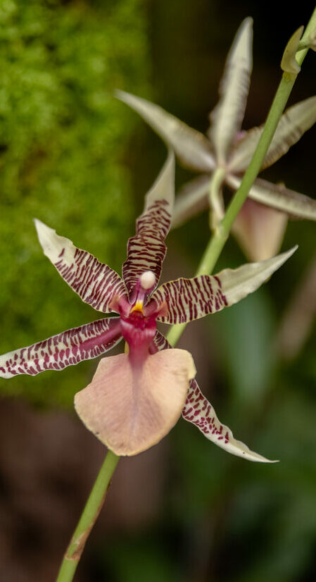 Peruvian orchids